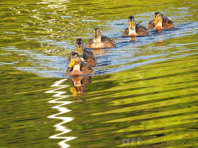 Ducks in a Row