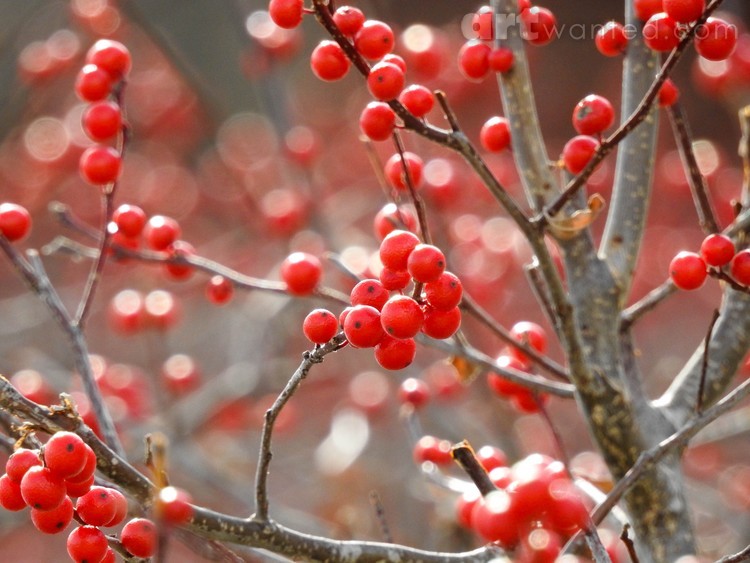 Profusion