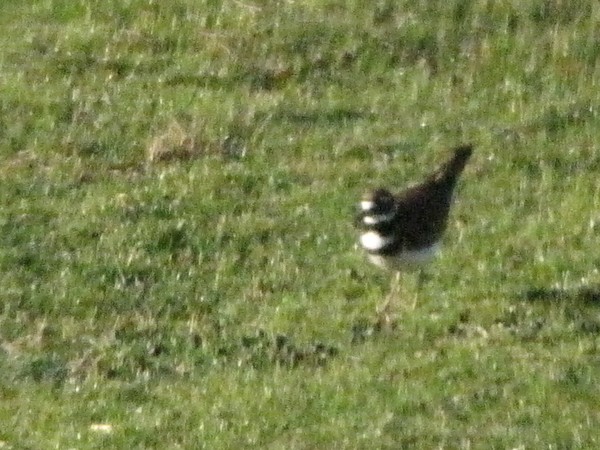 Spring Arrival
