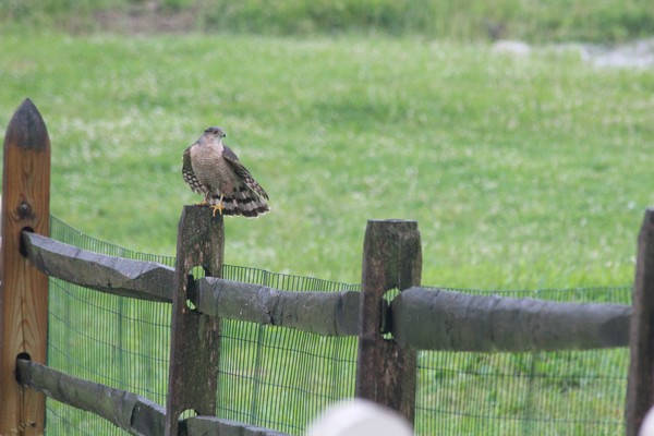 Hawk 