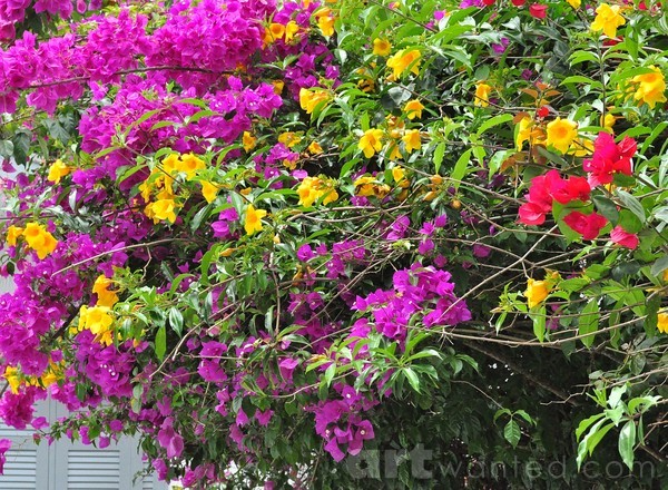 flowers, colors, perfumes!