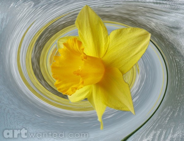 Daffodil