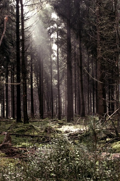 forrest