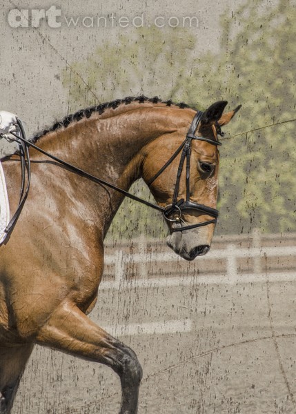Dressage horse