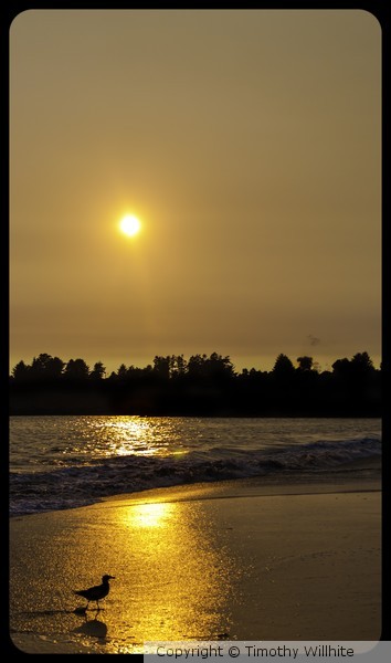 Sunset with bird