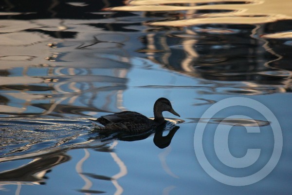 Duck