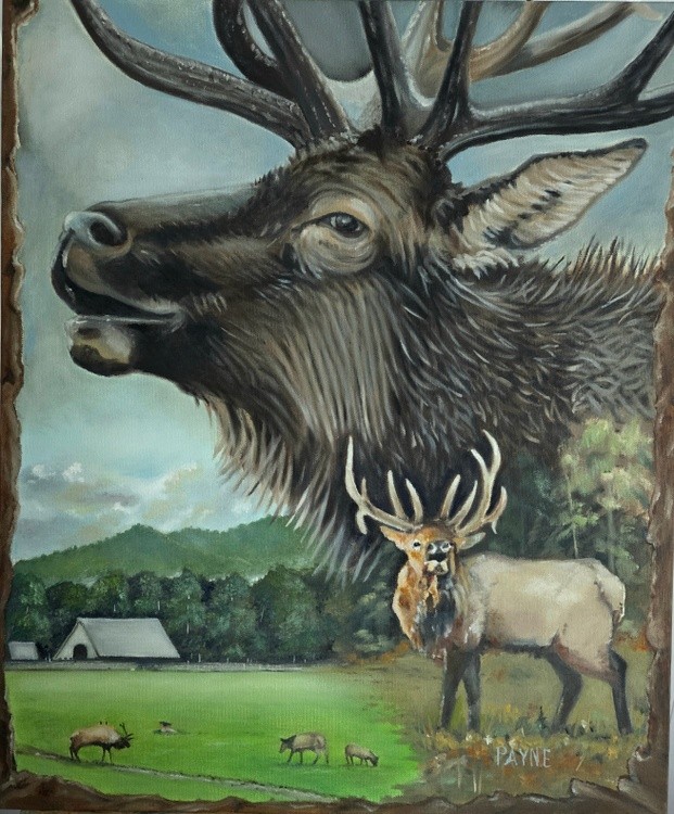 Oconaluftee Elk collage 