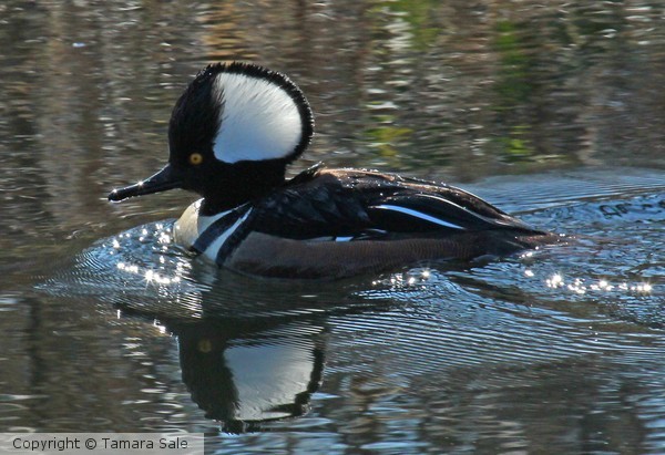Merganser