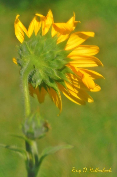 Sunflower in the wind