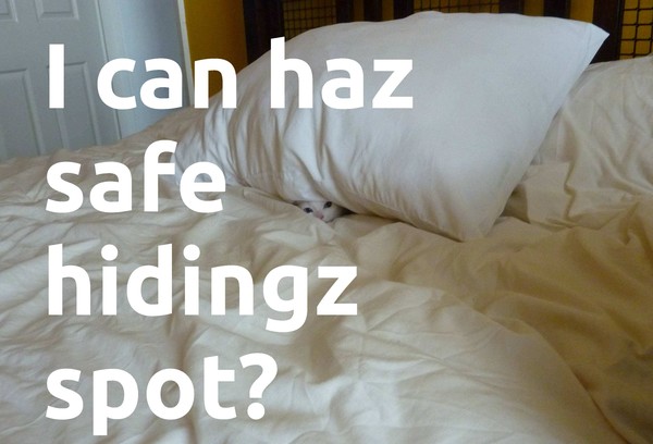Find me:a cat