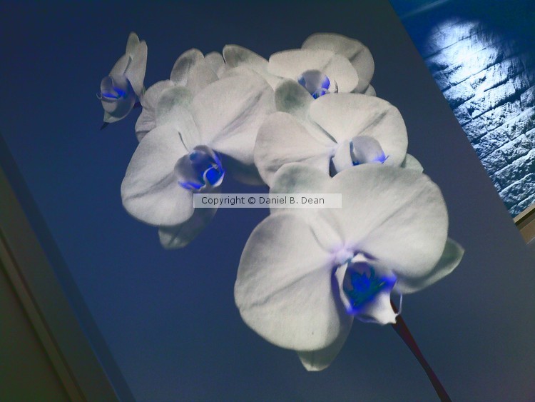 Orchid Blueprint