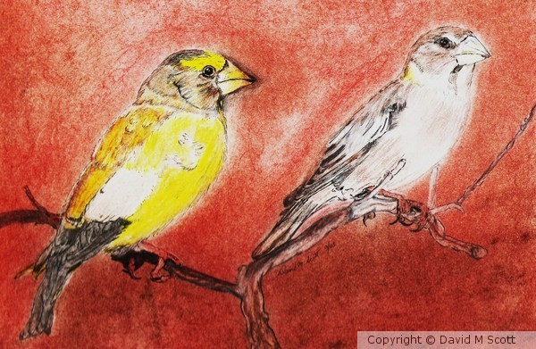 american Sparrows in Hawaii