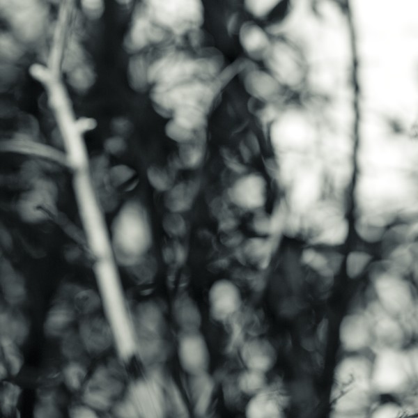 Intimate Landscape - No. 2