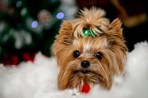 puppies (49)