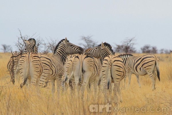 Kissing Zebra - African Wildlife - Loving Nature