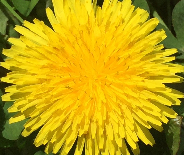 Dandelion
