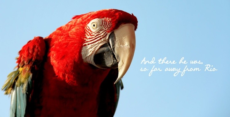Karen muro bird