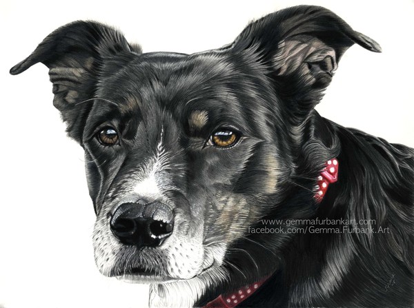 Poppy - Pet Portrait - Commission