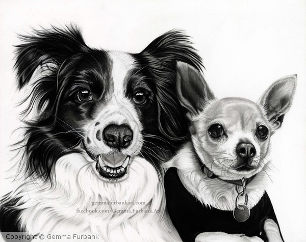 Border Collie and Chihuahua - Commission.