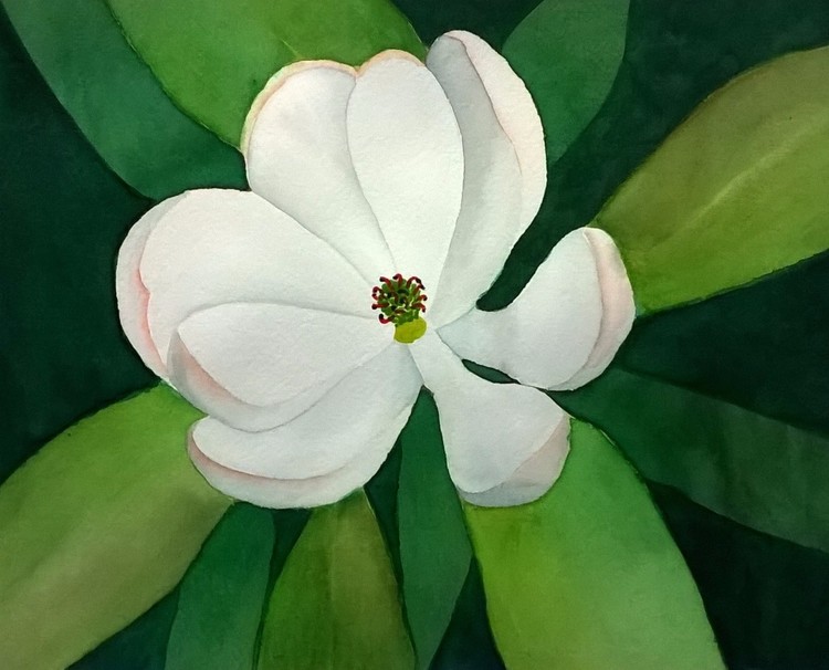 Magnolia