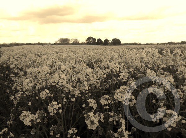 Fields of Yellow