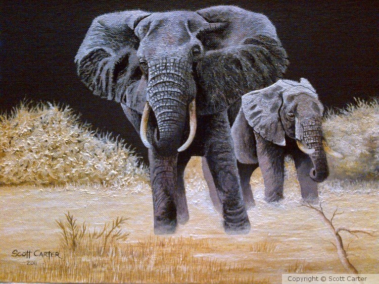 Elephants in the wild 