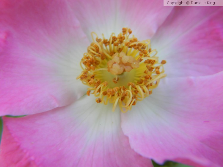 DSCN0932