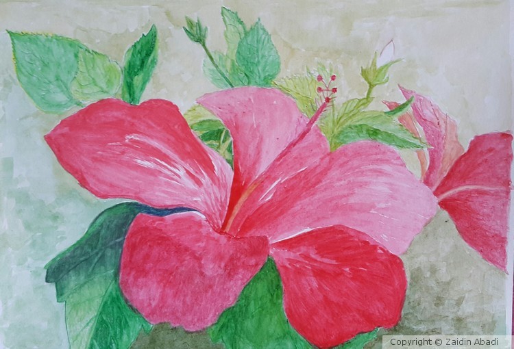 Red Hibiscus - Hibiscus rosa - sinensis