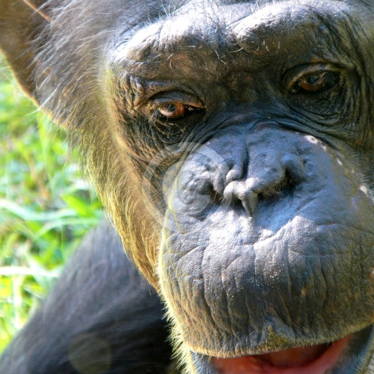 Monkey