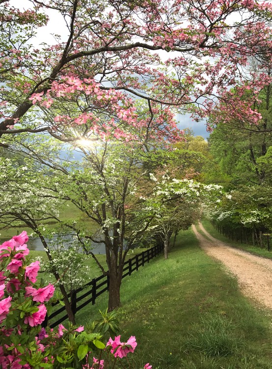 Crozet after a Storm