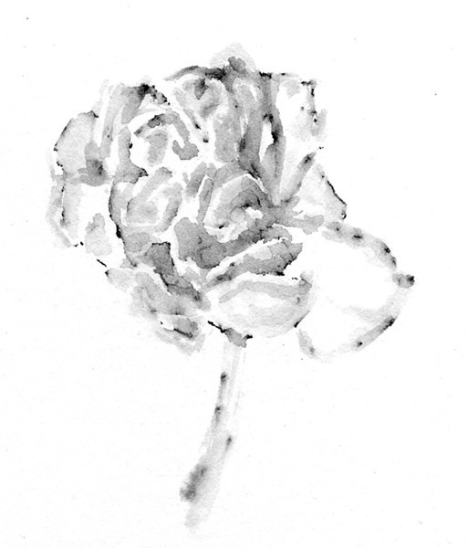 Rose of Winter Drawing