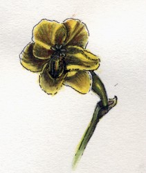 Freesia Watercolor