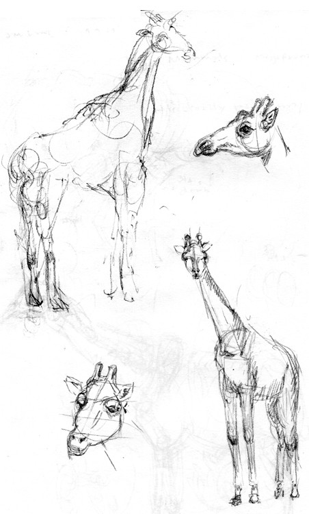 Giraffe Sketches