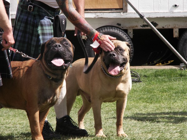 Rottweillors?