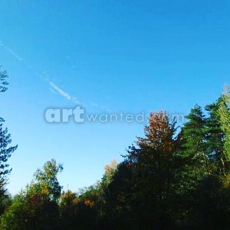 Nice weather in the forest
