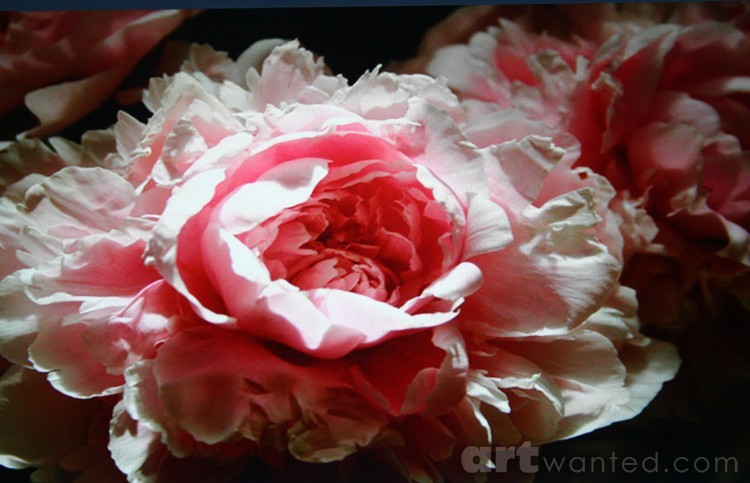 Pink Flowers