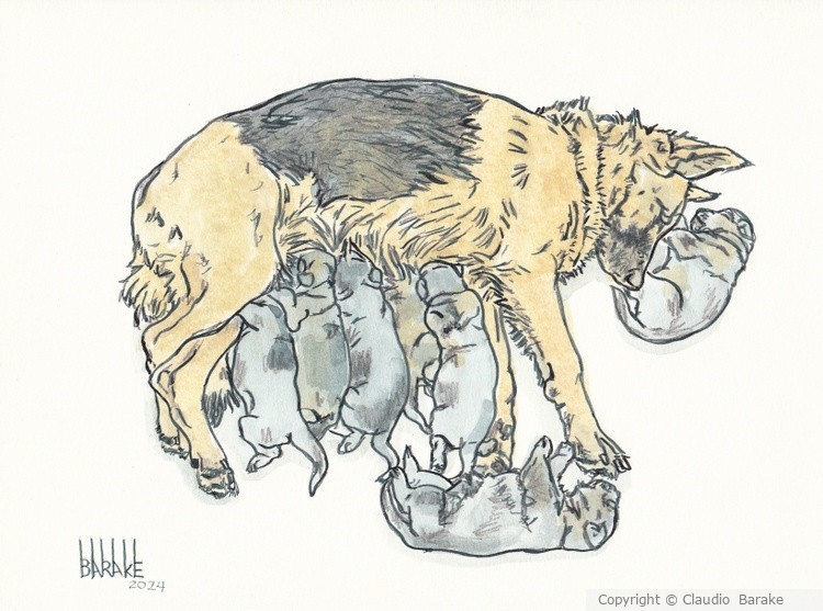 GERMAN SHEPHERD MATERNITY