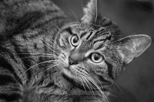 Bryon the cat