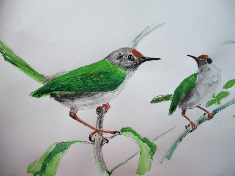 Common tailorbird (Orthotomus sutorius)