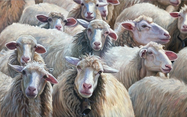 sleep aid sheep (110 Schlaf Schafe)
