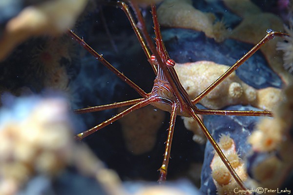 Arrow Crab in Green Finger Sponge