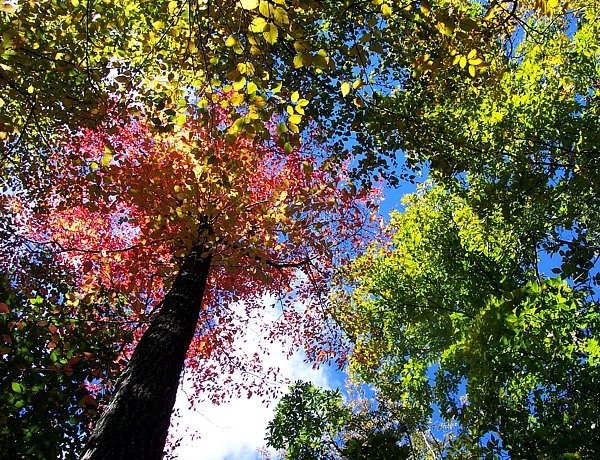 Skyward