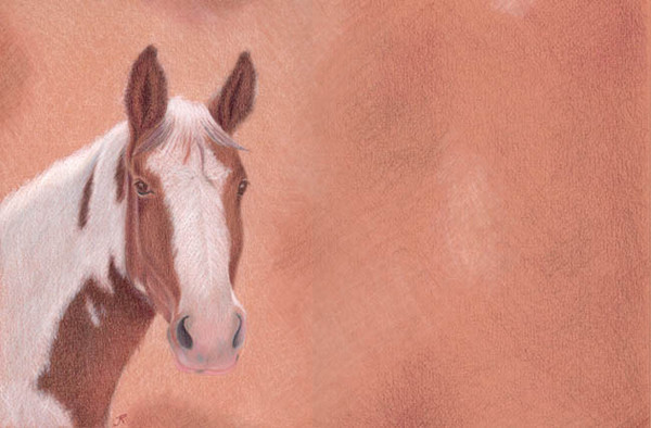 Donkey Ears