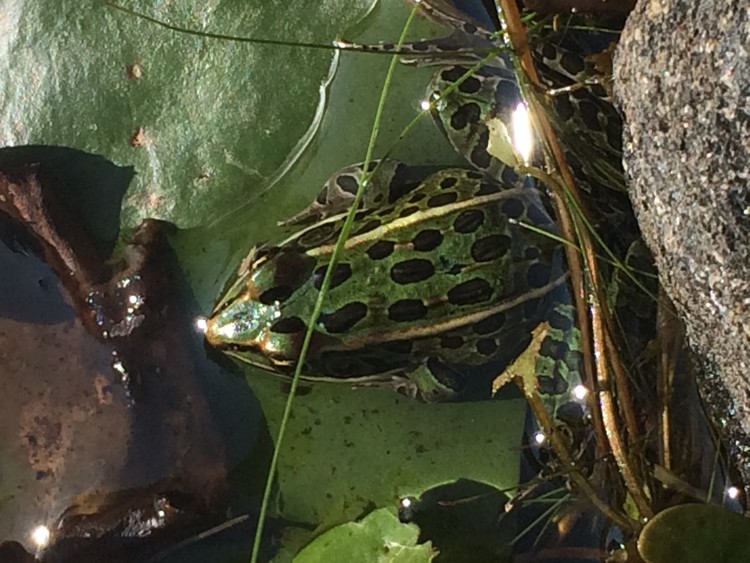 Frog