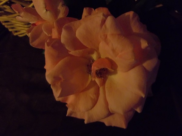 Petals