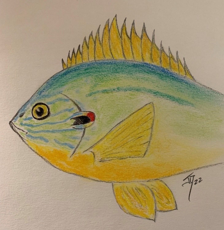 Sunfish 22 JD (3)