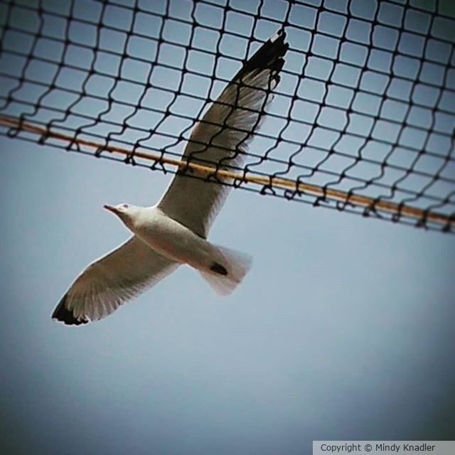 bird 