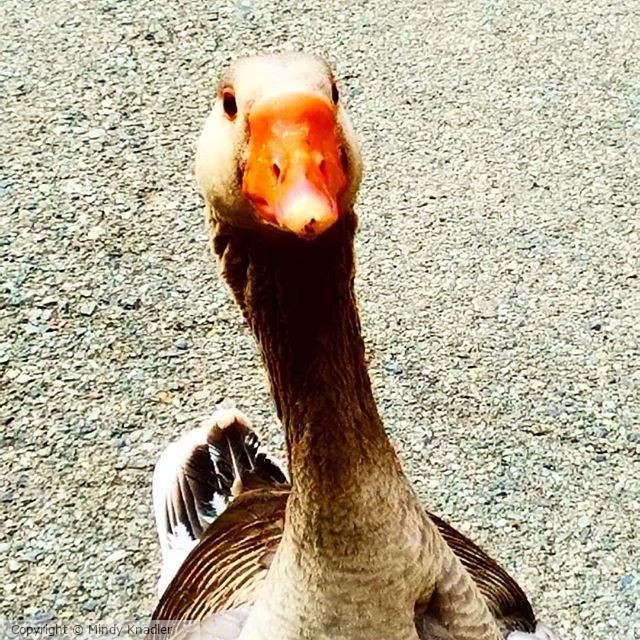 Duck