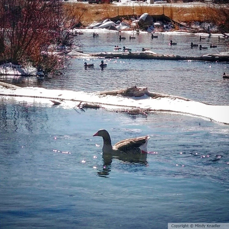 ducks