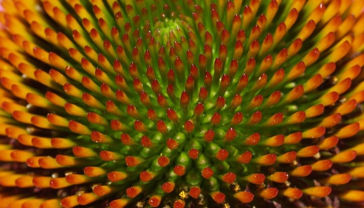 Cone flower center